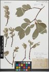 Foto von Salix caprea L. x Salix cinerea L.